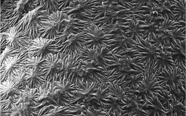 Cover image of Regenerating bones and teeth